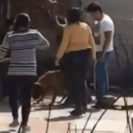 Se hace justicia para el perrito Silver: arrestan a la mujer que lo torturaba, faltan sus cuatro cómplices