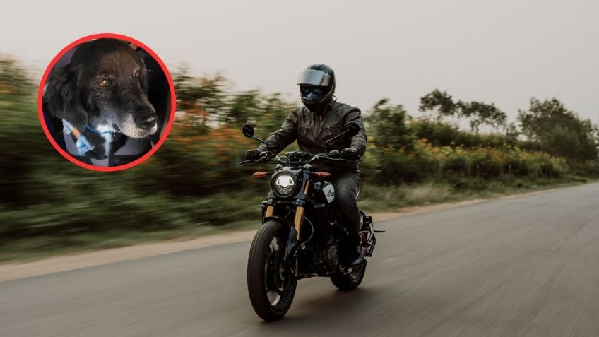 Perrito fue arrastrado por una moto para quitarle la vida, pero los vecinos enfrentaron a maltratadores para salvarlo