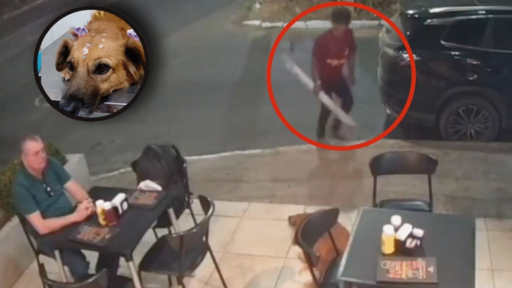 Sujeto deja inconsciente a perrita de la calle tras golpearla con enorme madera, ya fue detenido