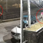 Pareja lanza a cachorrito en calles de Naucalpan, piden ayuda para identificarlos