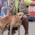 Muere envenenado “Chicles”, el perrito ganador de maratones en Tijuana
