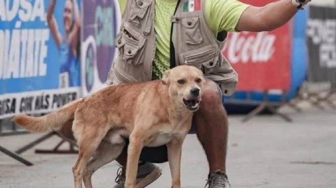 Muere envenenado “Chicles”, el perrito ganador de maratones en Tijuana