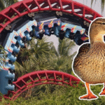 Mujer es golpeada por un pato cuando iba en una montaña rusa, quedó inconsciente