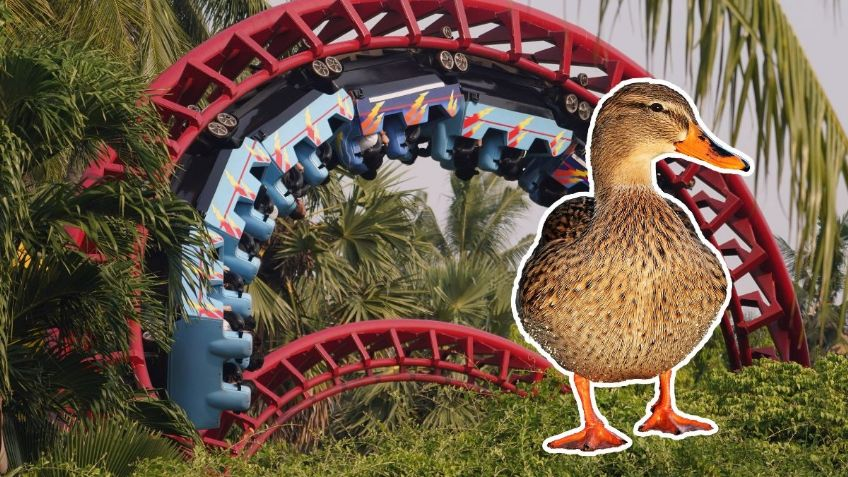 Mujer es golpeada por un pato cuando iba en una montaña rusa, quedó inconsciente