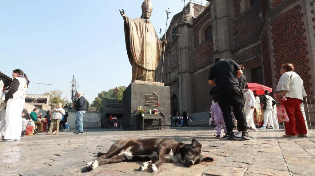Lanzan Operativo Perrito Peregrino para evitar el abandono animal durante festejos guadalupanos