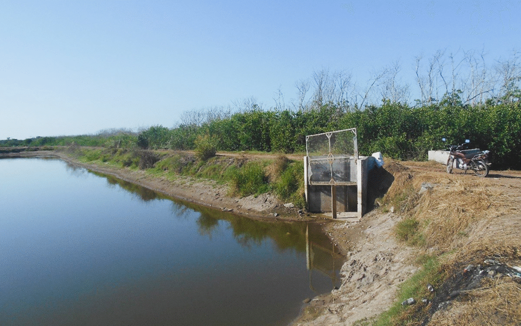 Profepa clausura granja acuícola por operar sin autorización en humedales de Marismas Nacionales, Nayarit